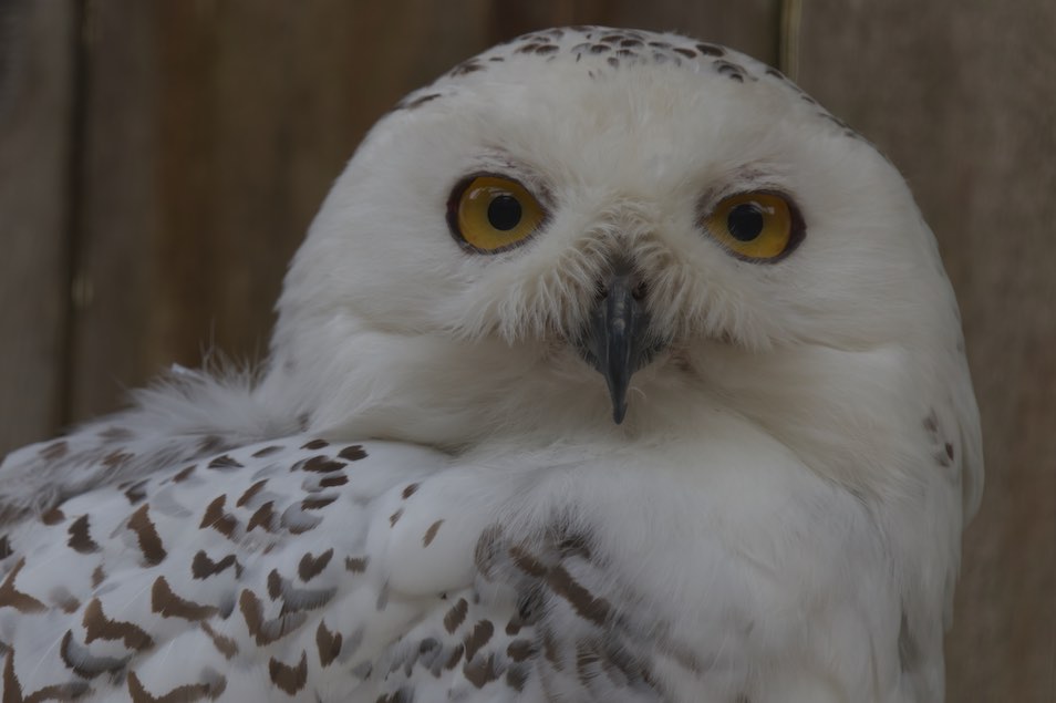 Snowy Owl